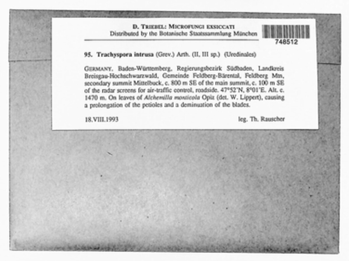 Trachyspora alchemillae image